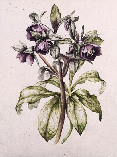 Helleborus Orientalis from Helen Ballard (dark purple flowers)  de Alison  Cooper