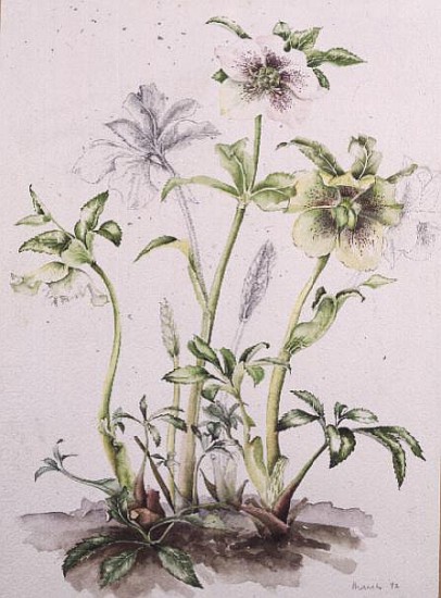 Helleborus orientalis subsp. guttatus, 1992  de Alison  Cooper