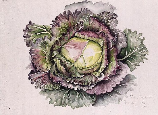 January King Cabbage (w/c)  de Alison  Cooper