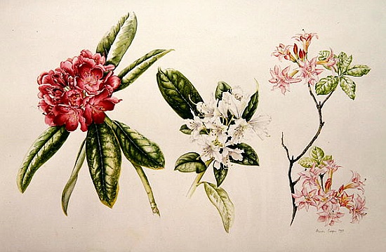 Rhododendron de Alison  Cooper
