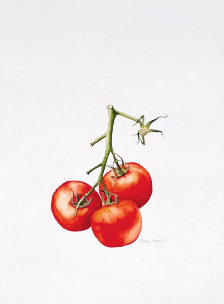 Three Tomatoes on the Vine, 1997 (w/c on paper) 