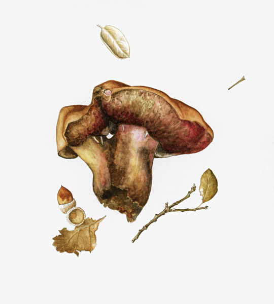 Wild Mushroom (w/c on paper)  de Alison  Cooper