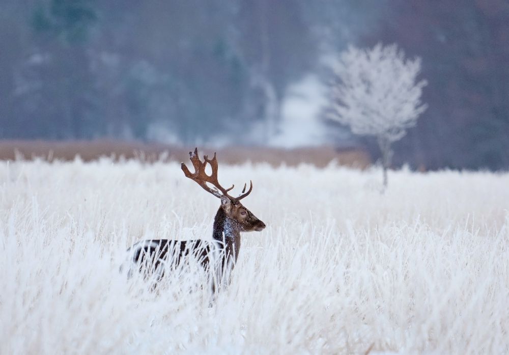 Fallow deer in the frozen winter landscape de Allan Wallberg