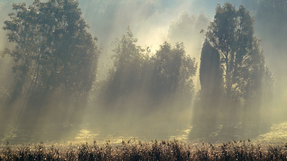 Misty morning in the forest. de Allan Wallberg