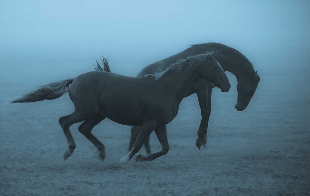 Horses in the fog de Allan Wallberg