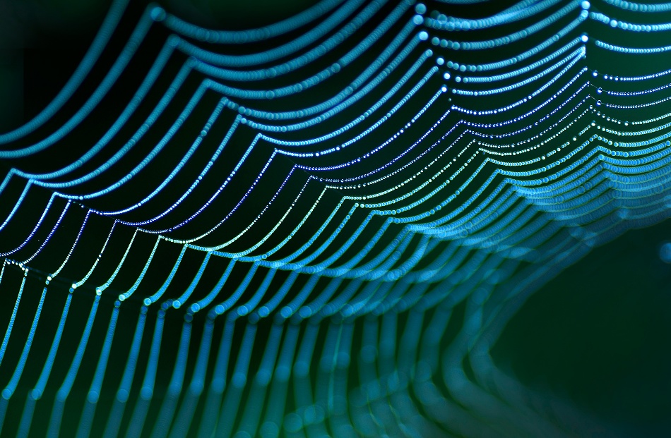 Spiders web. de Allan Wallberg