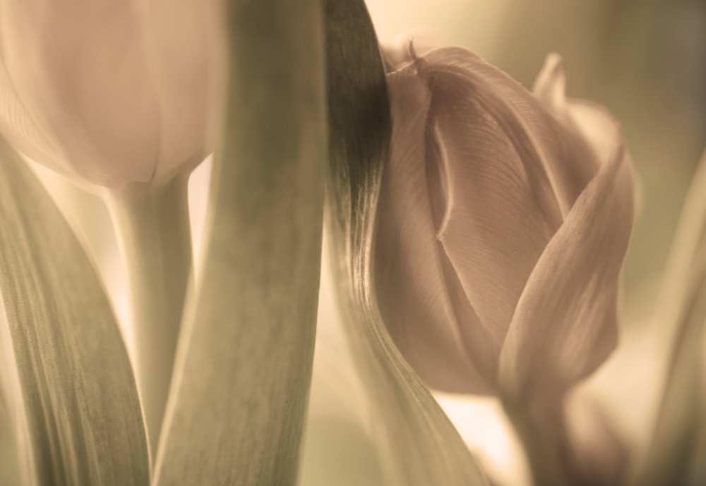 Tulips de Allan Wallberg
