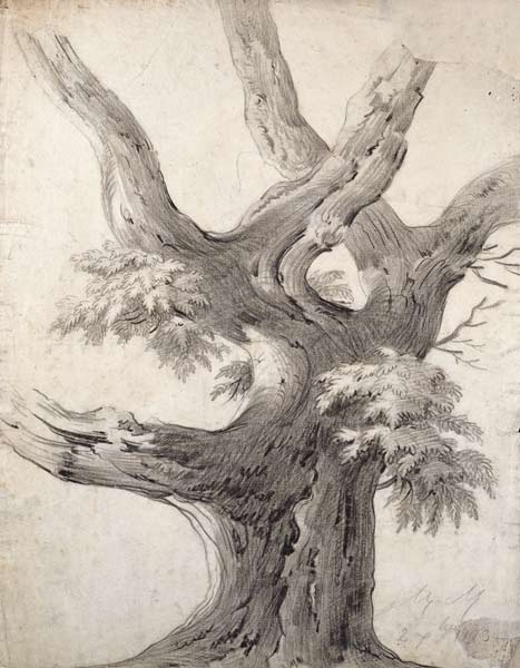 Study of a Tree de Alphonse Nicolas Michel Mandevare