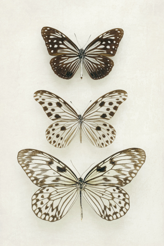 Three Neutral Butterflies de Alyson Fennell