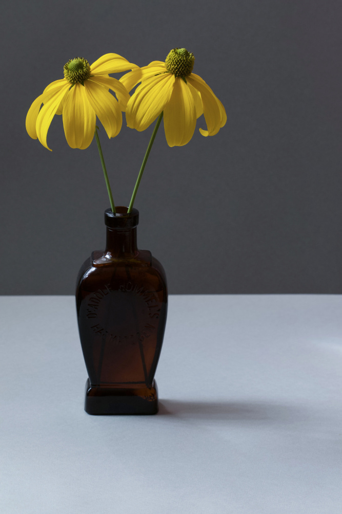 Yellow Rudbeckia Still Life de Alyson Fennell