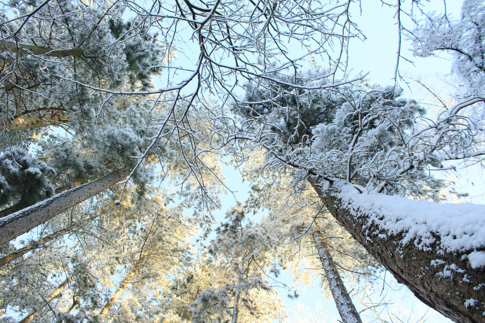 Tall Pine Trees, Snow, Golden Glow ii de Alyson Fennell