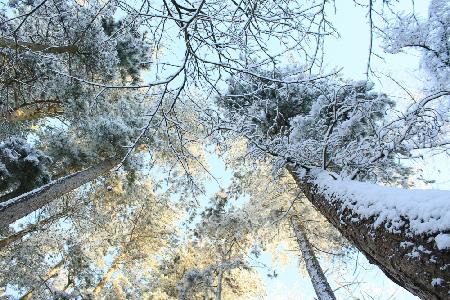 Tall Pine Trees, Snow, Golden Glow ii