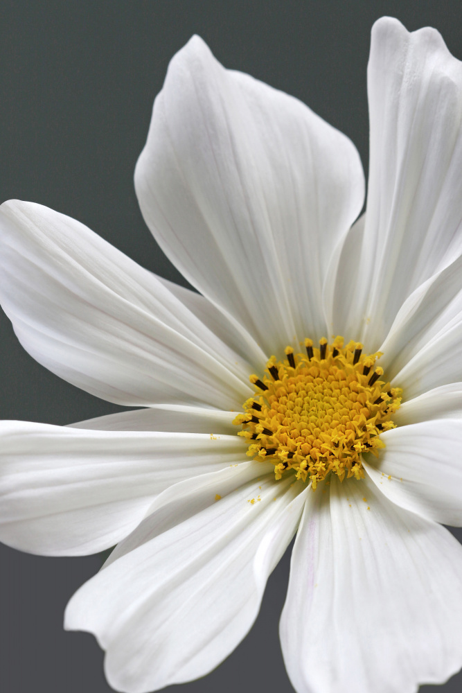 Cosmos Flower Closeup de Alyson Fennell