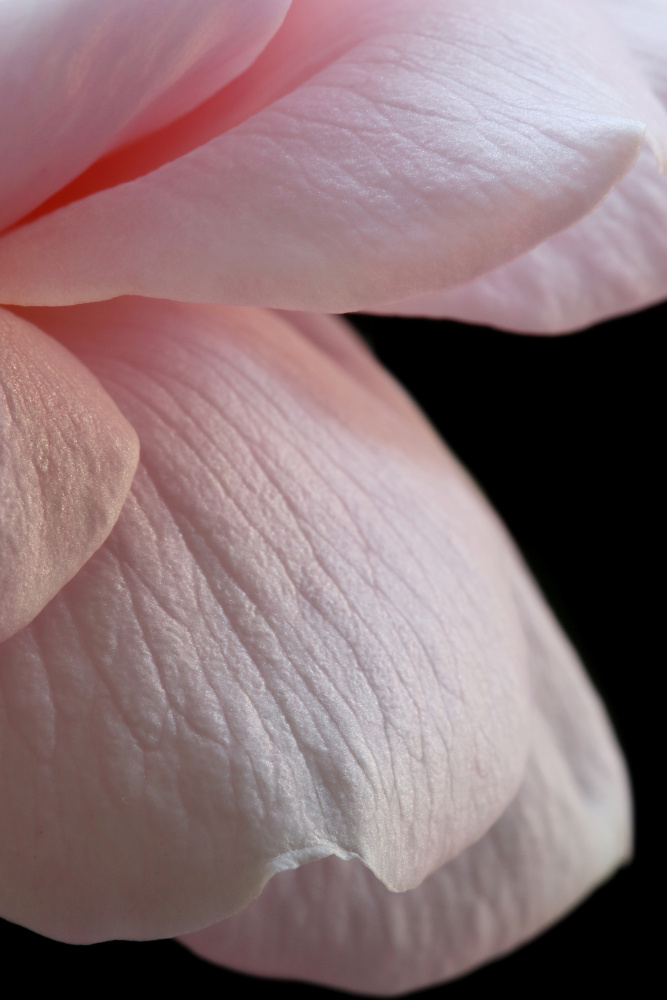 Pink English Rose Closeup de Alyson Fennell