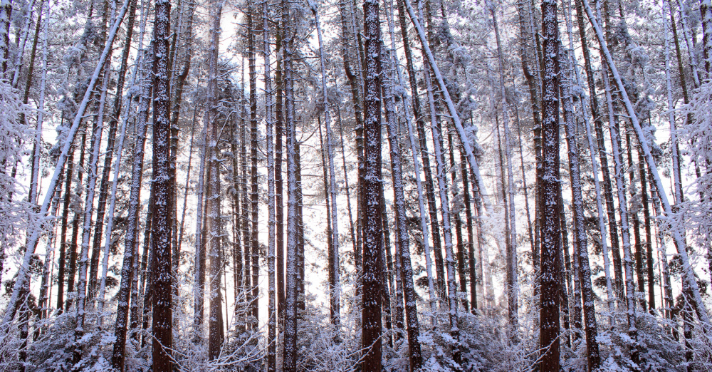 Panoramic Winter Pine Trees de Alyson Fennell