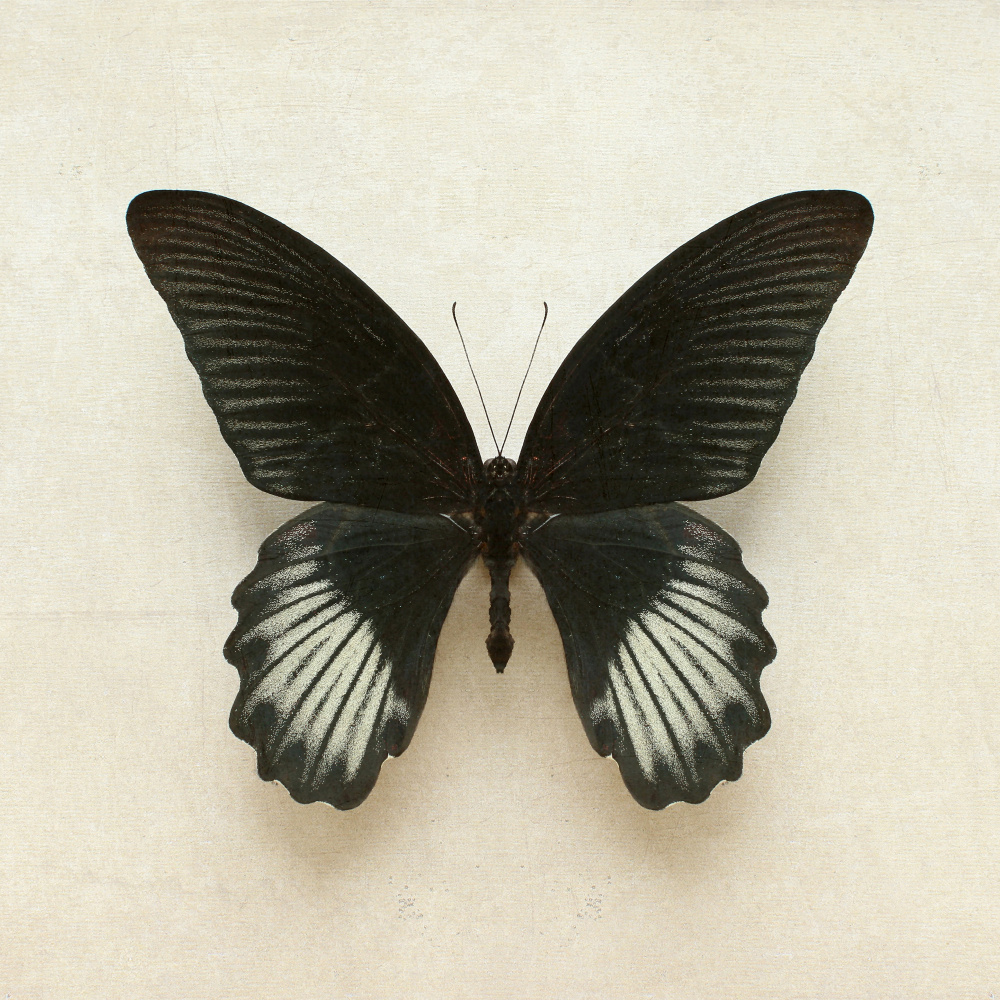 Black Mormon Butterfly Square de Alyson Fennell