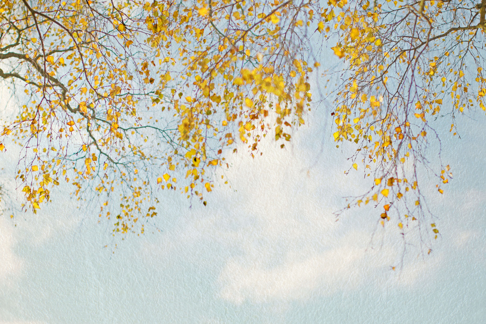 Silver Birch Leaves On Blue Sky de Alyson Fennell