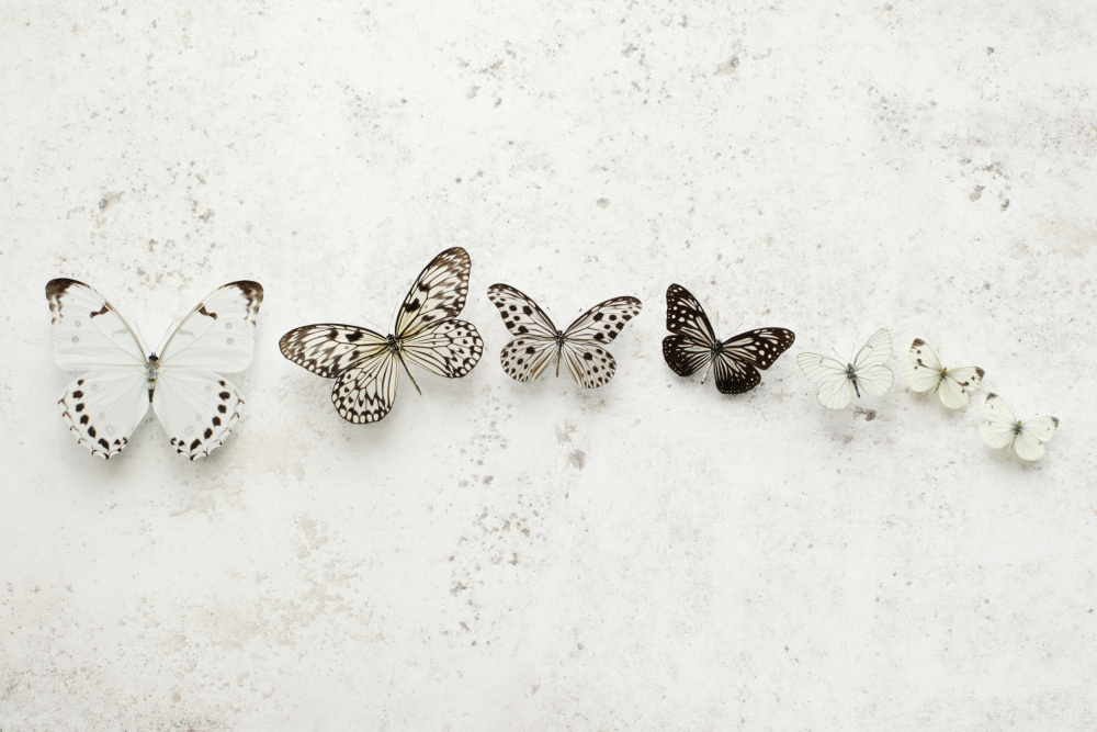 Dancing Speckled Butterflies de Alyson Fennell