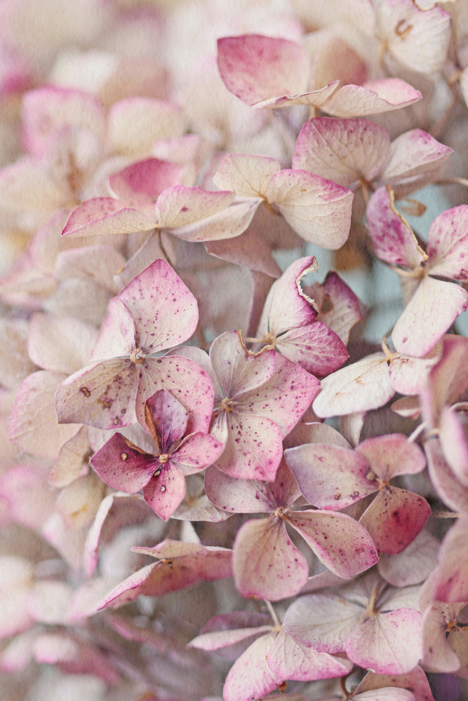 Vintage Pink Hydrangea Petals de Alyson Fennell