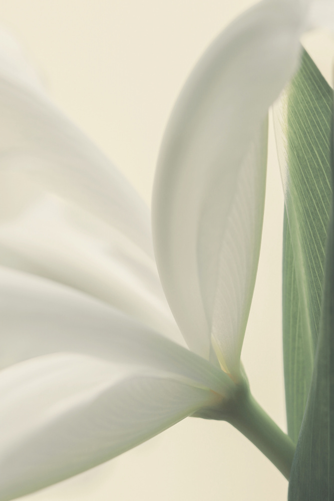 White Iris Flower de Alyson Fennell