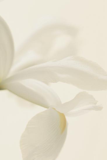 White Iris Flower Close Up