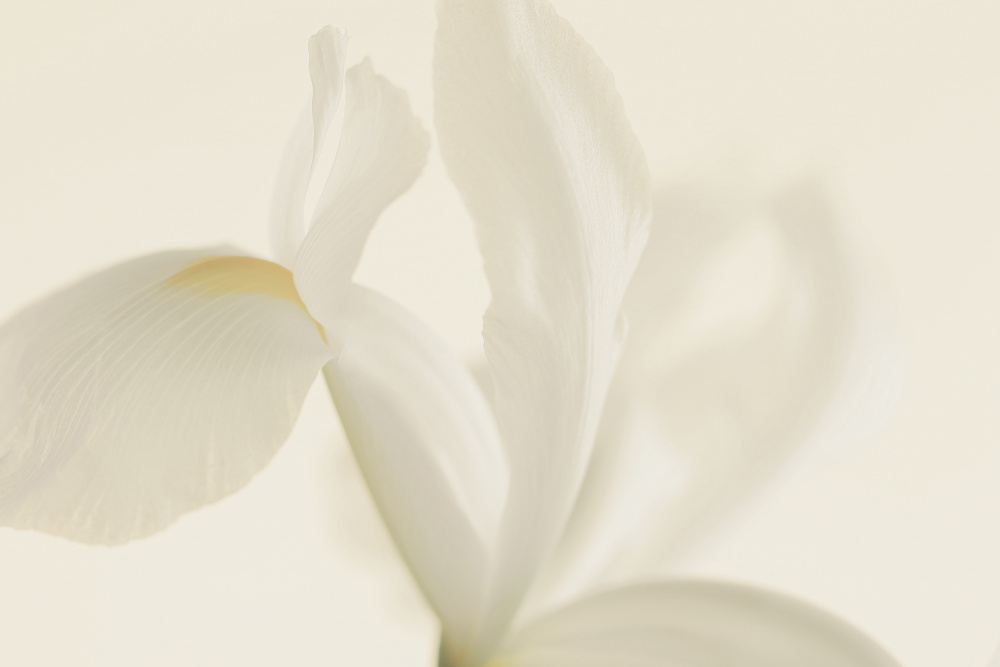 White Iris Flower Close Up de Alyson Fennell