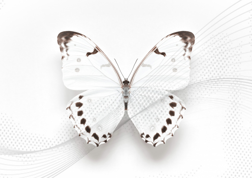White Butterfly Swirl de Alyson Fennell