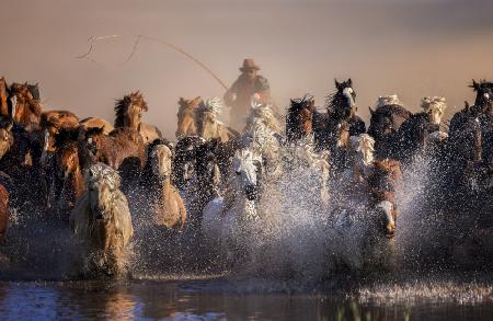 Invincible Mongolian horses