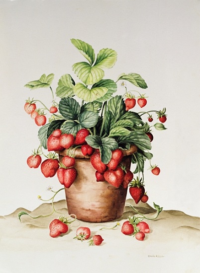 Strawberries in a pot de  Amelia  Kleiser