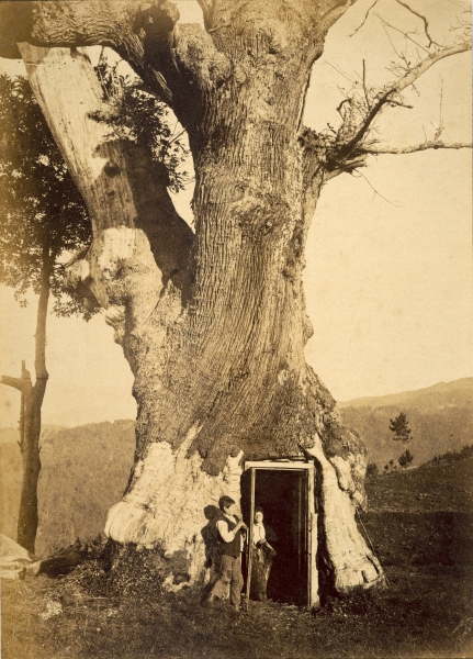 Two boys at the doorway of their treehouse, c.1870-80 (b/w photo)  de American Photographer