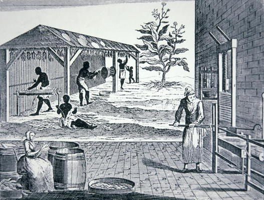 The cultivation of tobacco in Colonial America (engraving) de American School