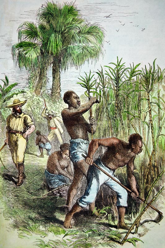 Slaves working a sugar field, c.1860 (coloured engraving) de American School, (19th century)