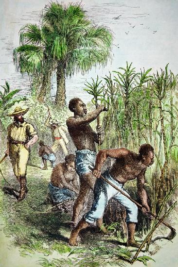 Slaves working a sugar field, c.1860 (coloured engraving)