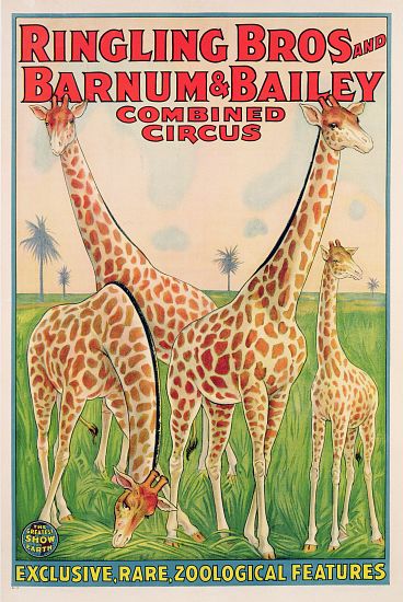 Poster advertising Ringling Bros and Barnum & Bailey Combined Circus de American School, (20th century)