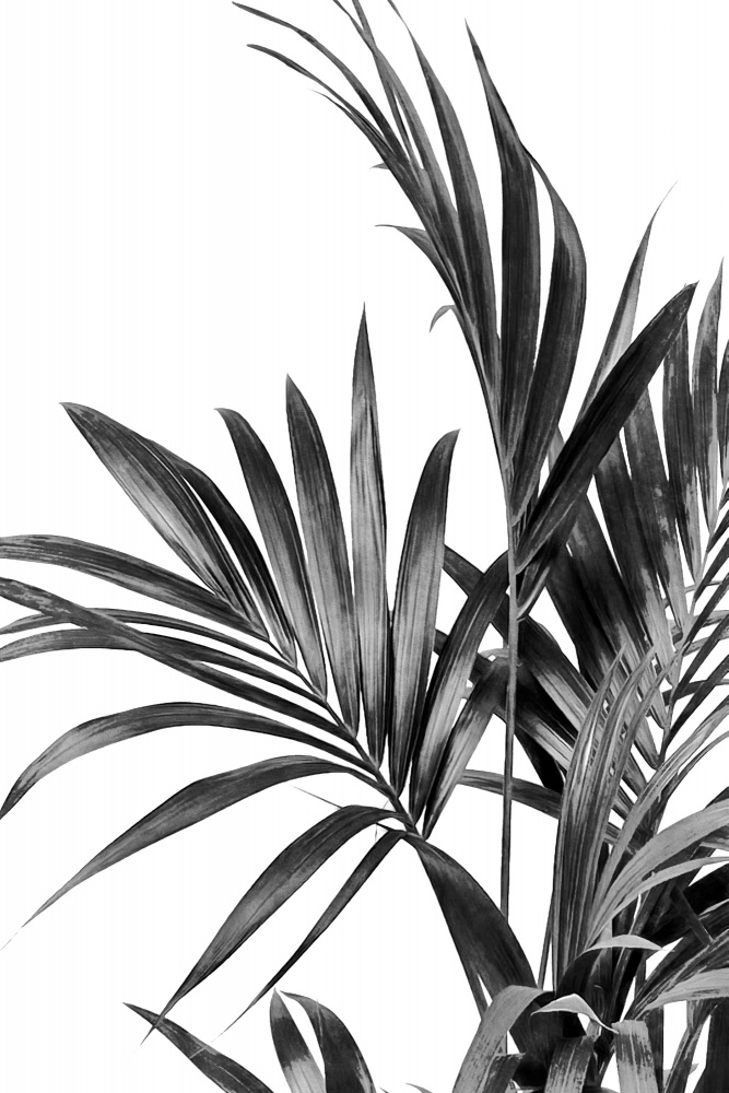 Palm Leaves Black and White 01 de amini54