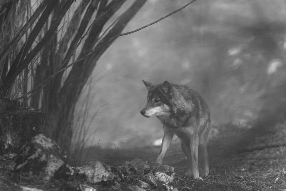 the European gray wolf stands in the forest de Amir Bajrich