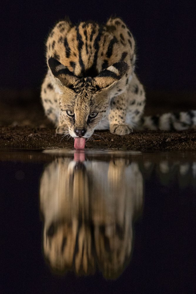 The serval de Amnon Eichelberg