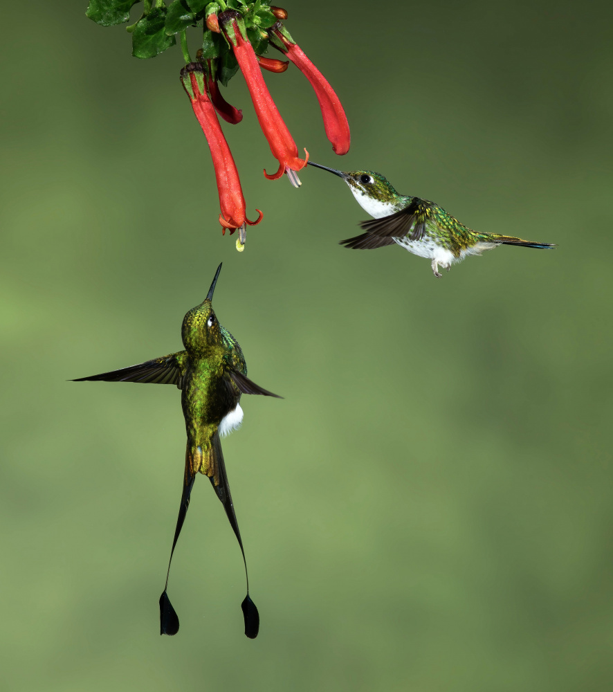 Booted Racket-tail Hummingbirds de Amy Marques