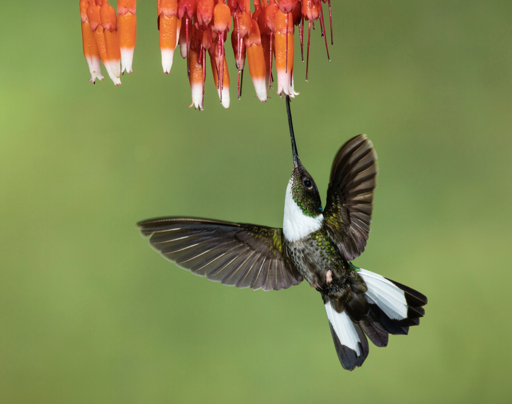 Collared Inca Hummingbird de Amy Marques