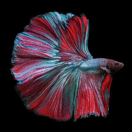 Betta Fish Red and Blue