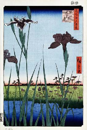 Irises en Horikiri (Cien vistas famosas de Edo)
