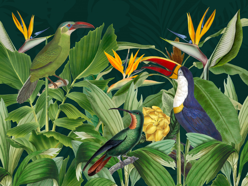 Rainforest Birds de Andrea Haase