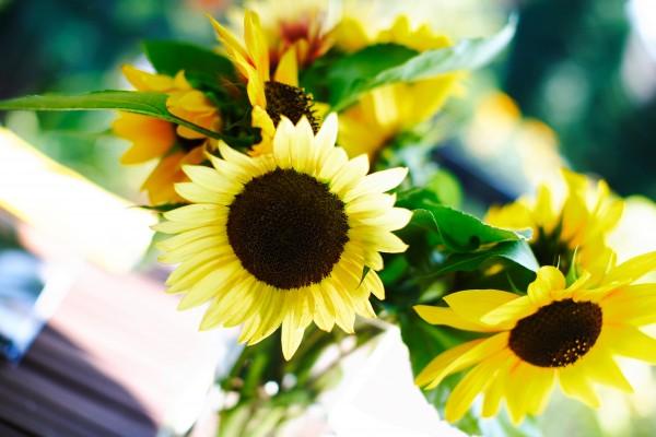 Sonnenblumen de Andreas Pollok