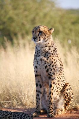 Gepard de Andreas Pollok
