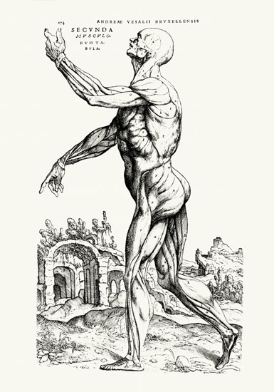 Musculature Structure of a Man (b/w neg & print) de Andreas Vesalius