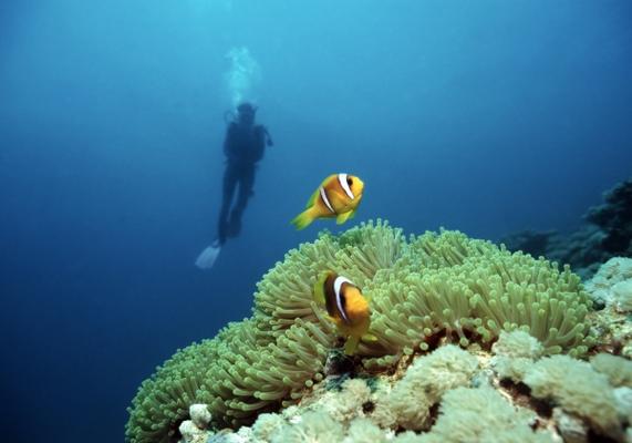 Diving with Nemo de Andreas Wolf