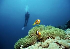 Diving with Nemo