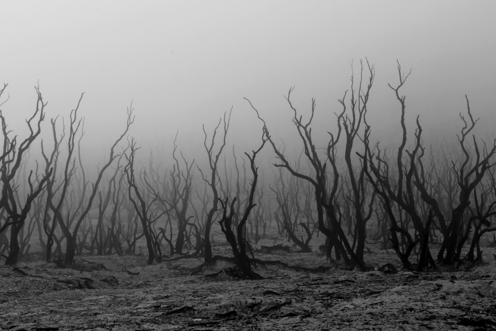 kabut pagi di hutan mati de Andrei Amisi