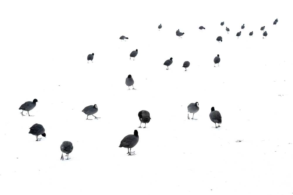March of the coots de Andrew George