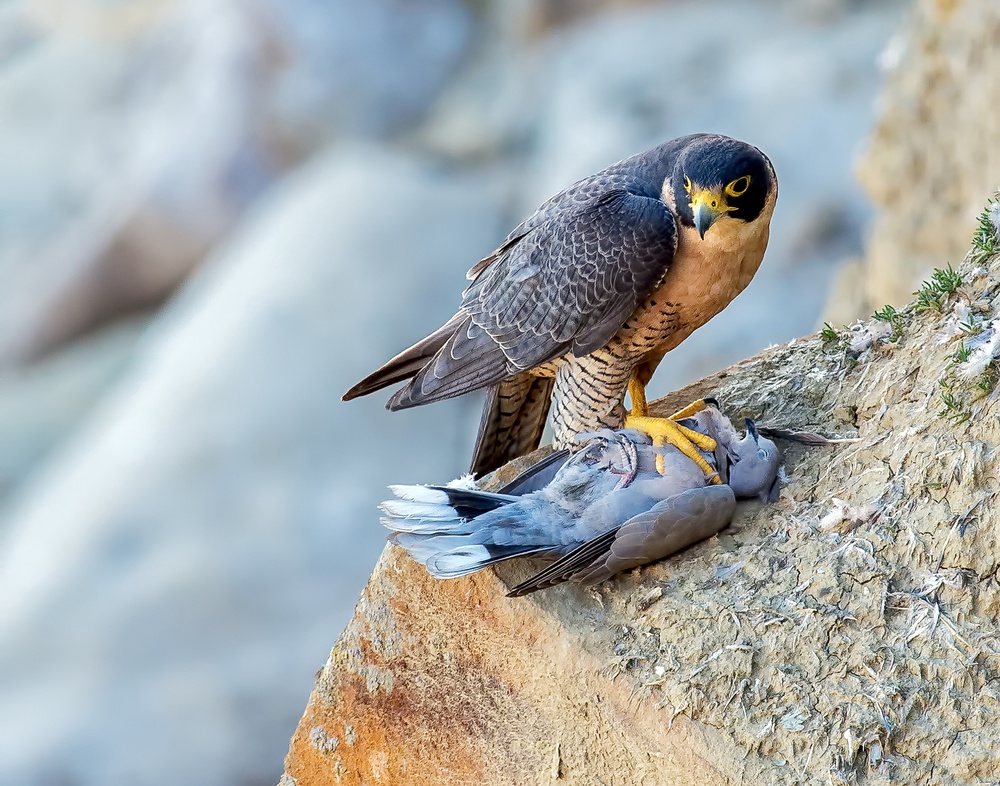 Falcon with prey. de Andrew J. Lee